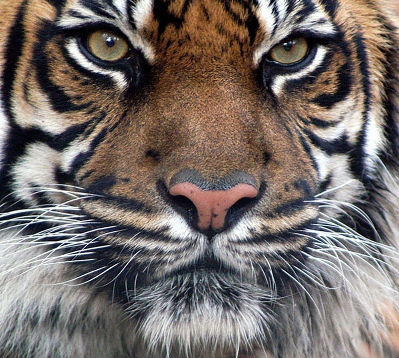 leopard, animal, Tiger, art, female, male, angry cat, sumatra, cat, lion, black panther, snow, cub, sister, jaguar, big cats, HD wallpaper