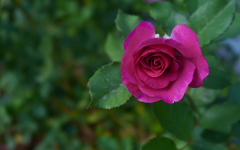 Rose, nature, crimson, flower, HD wallpaper | Peakpx
