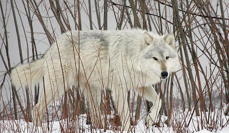 Chetan, lobo, canis lupus, snow, wildlife, wolf, HD wallpaper