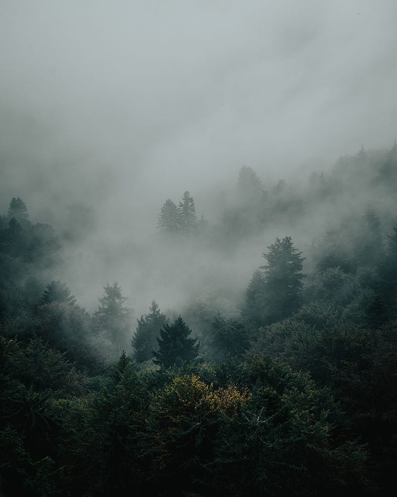 spruce, forest, trees, fog, darkness, HD phone wallpaper