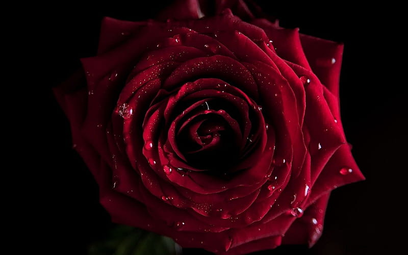 Red rose, red, drop, rose, black, dew, water, flower, passion, beauty, nature, rain, HD wallpaper