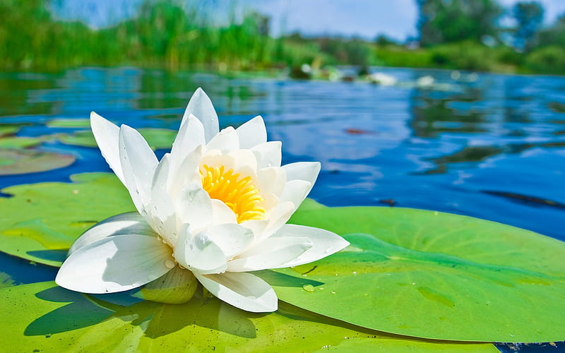 White lotus flower in water-flower graphy, HD wallpaper
