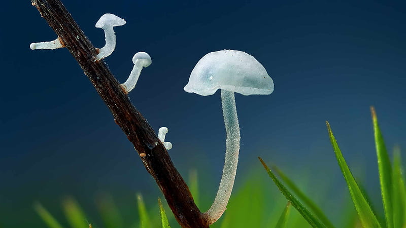 Transparent Of White Mushrooms In Blue Sky Background Transparent, HD wallpaper