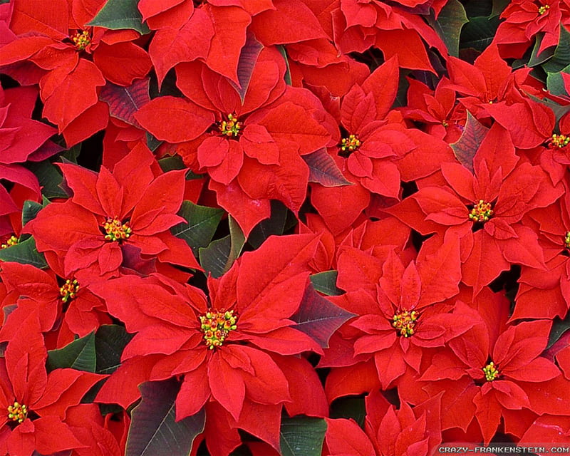 Christmas Flowers, red, flowers, christmas, poinsettias, HD wallpaper