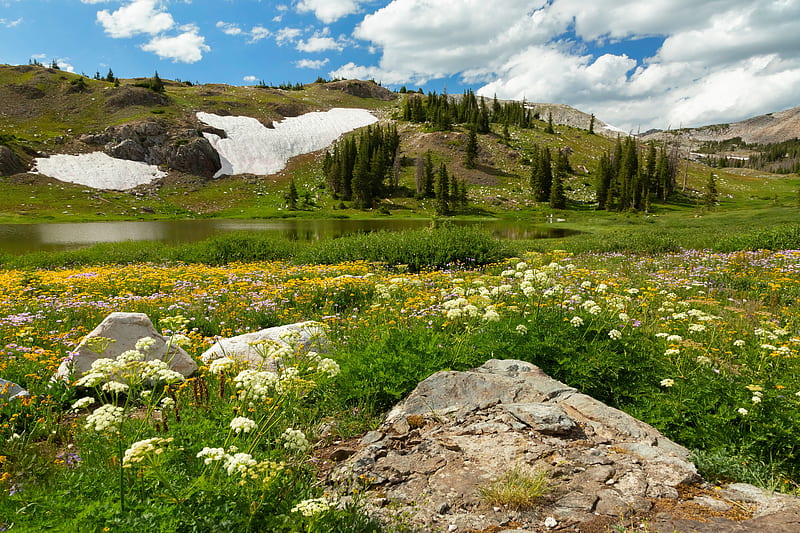 Medicine lake, Alberta, flowers, bonito, lake, meadow, grass, sky, Jasper, Canada, stone, national park, HD wallpaper