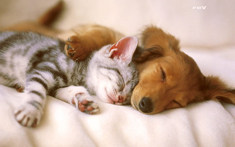 Kitten and Puppy Sleeping, cute, cat and puppies, kitten, cats, animals, dogs, puppy, HD wallpaper