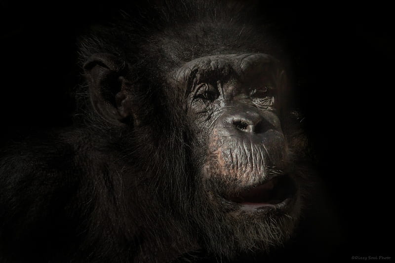 98.8%, primate, HSS, Lightroom 5, Flash, Canon, Tamron, zoo, chimpanzee, Sacramento Zoo, portrait, HD wallpaper