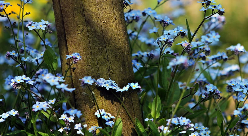 Forget Me Not, tree, flowers, sunshine, nature, blue, HD wallpaper | Peakpx