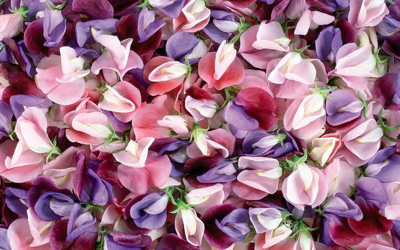floral petals texture, macro, purple floral petals, purple floral backgrounds, petals textures, HD wallpaper