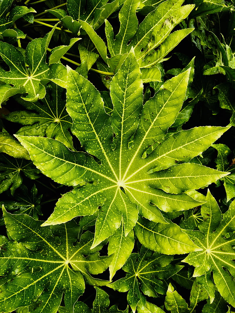 leaves, wet, drops, green, macro, HD phone wallpaper