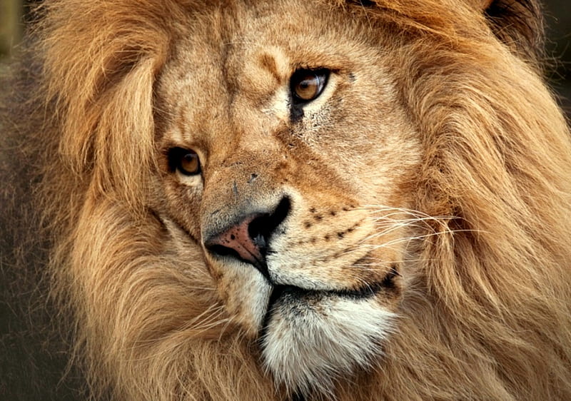 Soulful Expression, face, mane, head, lion, HD wallpaper