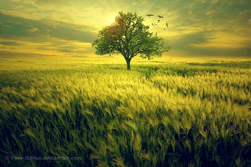 shattered solitary tree, tree, nice, green, grass, greeny, fileds, HD wallpaper