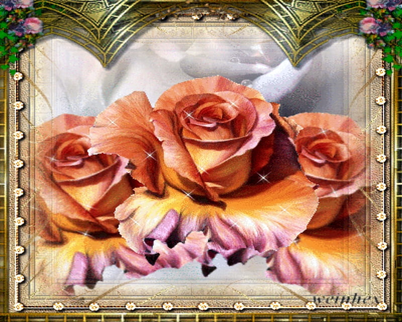 roses, gold, rose, framed, white, pink, HD wallpaper