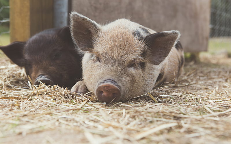 small pigs, farm, cute animals, black pig, pigs, HD wallpaper