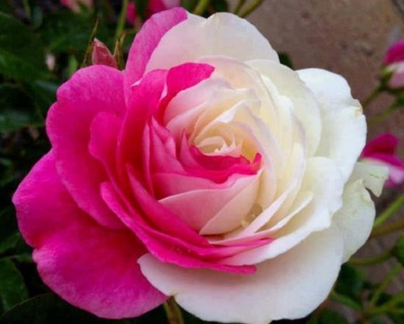 Rose, flower, pik, white, HD wallpaper