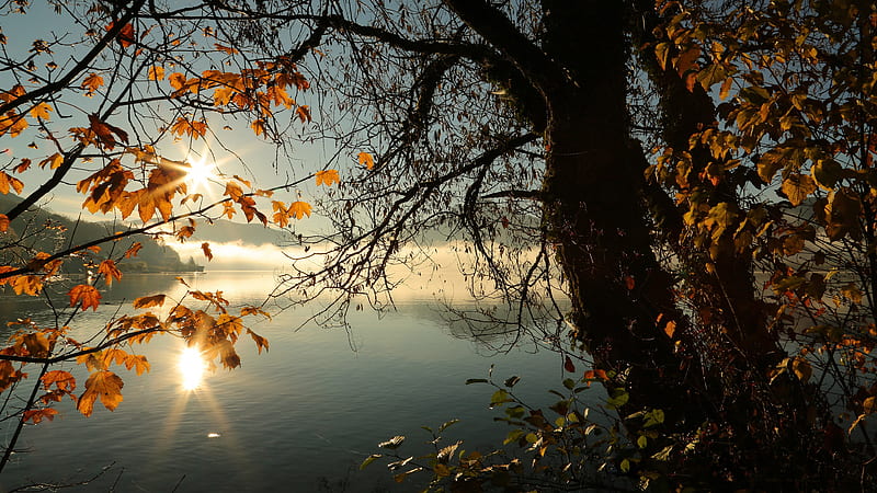 Autumn Tree Lake Sunbeams Morning , autumn, lake, tree, nature, HD wallpaper