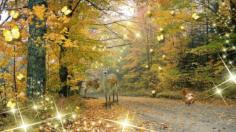 Change of Season, forest, fall, rabbit, autumn, fawn, squirrel, colors ...