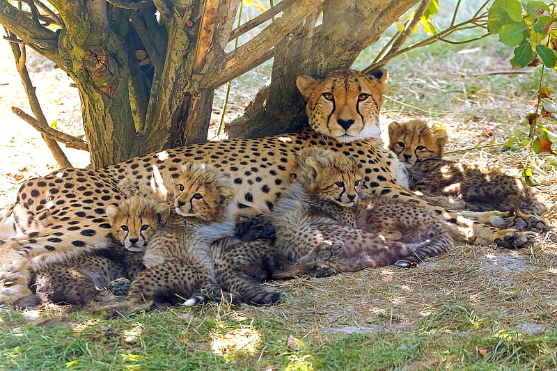Cats, Cheetah, Baby Animal, Big Cat, Cub, Wildlife, predator (Animal), HD wallpaper
