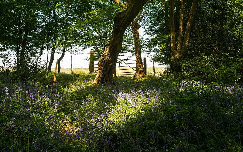 Countryside Bellbells, countryside, farmland, gate, woods, nature, trees, field, bluebells, HD wallpaper