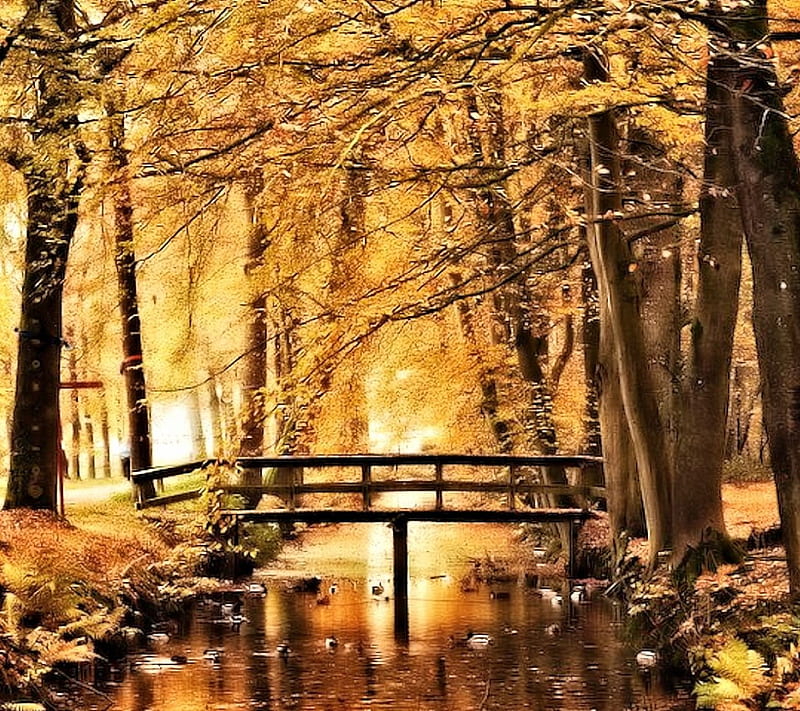 Amber Autumn, Trees, Bridge, Autumn, amber, HD wallpaper | Peakpx