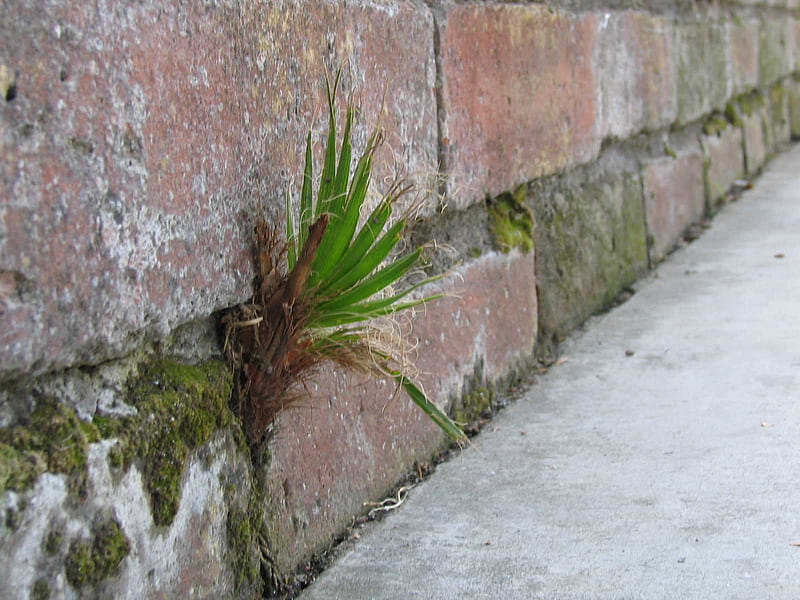 desire to live, life, plant, life is everywhere, wall, palm seedling, HD wallpaper