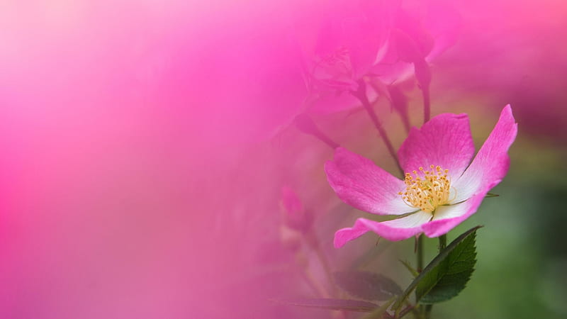 Dog Rose, flowers, rose, pink, macro, HD wallpaper