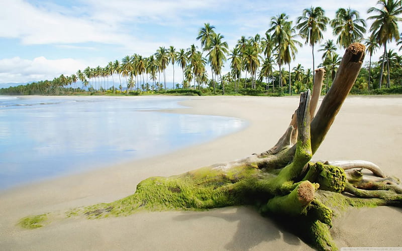 Seaweed on Beach, limb, seaweeds, trees, sky, clouds, tan, beach, daylight, sand, water, day, nature, blue, HD wallpaper