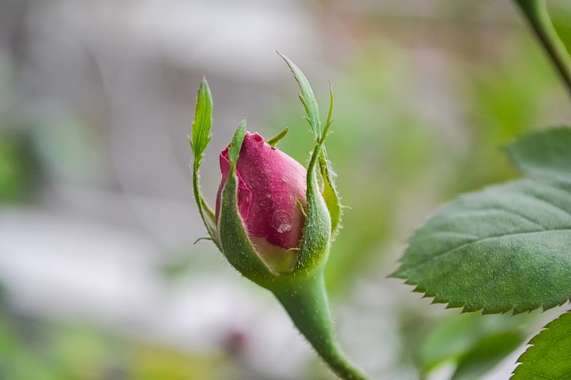 red rose bud in close up graphy, HD wallpaper