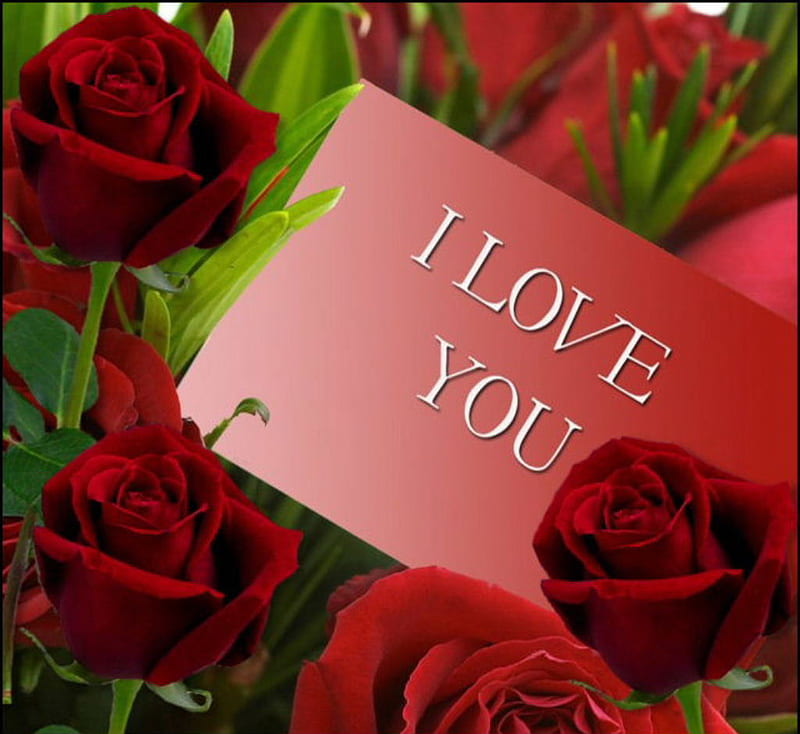 I Love you, valentine, roses, love, HD wallpaper | Peakpx