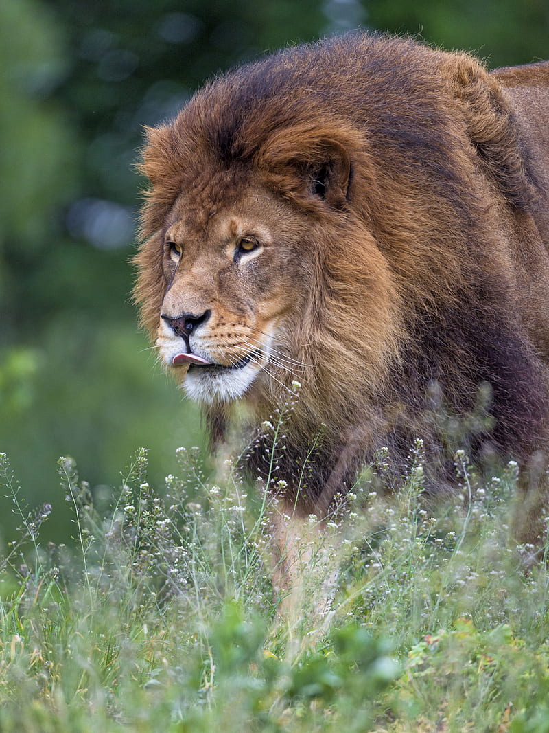 lion, big cat, protruding tongue, mane, predator, HD phone wallpaper