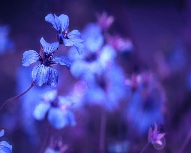 Blue Symphony, symphony, dreams, flowers, beauty, blue, HD wallpaper  Peakpx