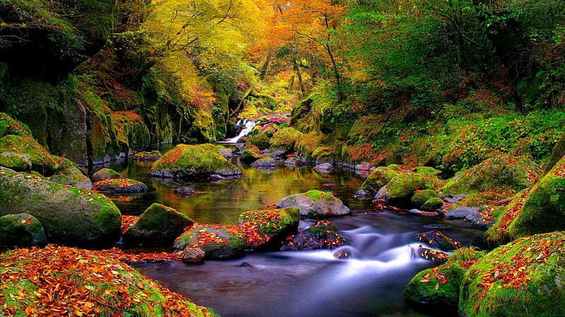 Forest river in autumn, forest, stream, fall, autumn, calmness, lovely, colors, bonito, creek, trees, foliage, cascades, serenity, waterfall, nature, river, HD wallpaper