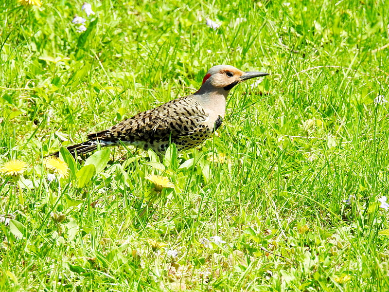 Spring Woodpecker, Grass, Woodpecker, Northern Flicker, graphy, Spring, Bird, HD wallpaper