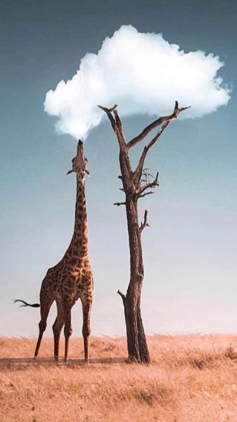 Who is higher, giraffe, safari, HD phone wallpaper