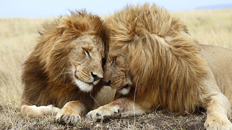 Two Brothers, brothers, male, two, friends, lions, HD wallpaper