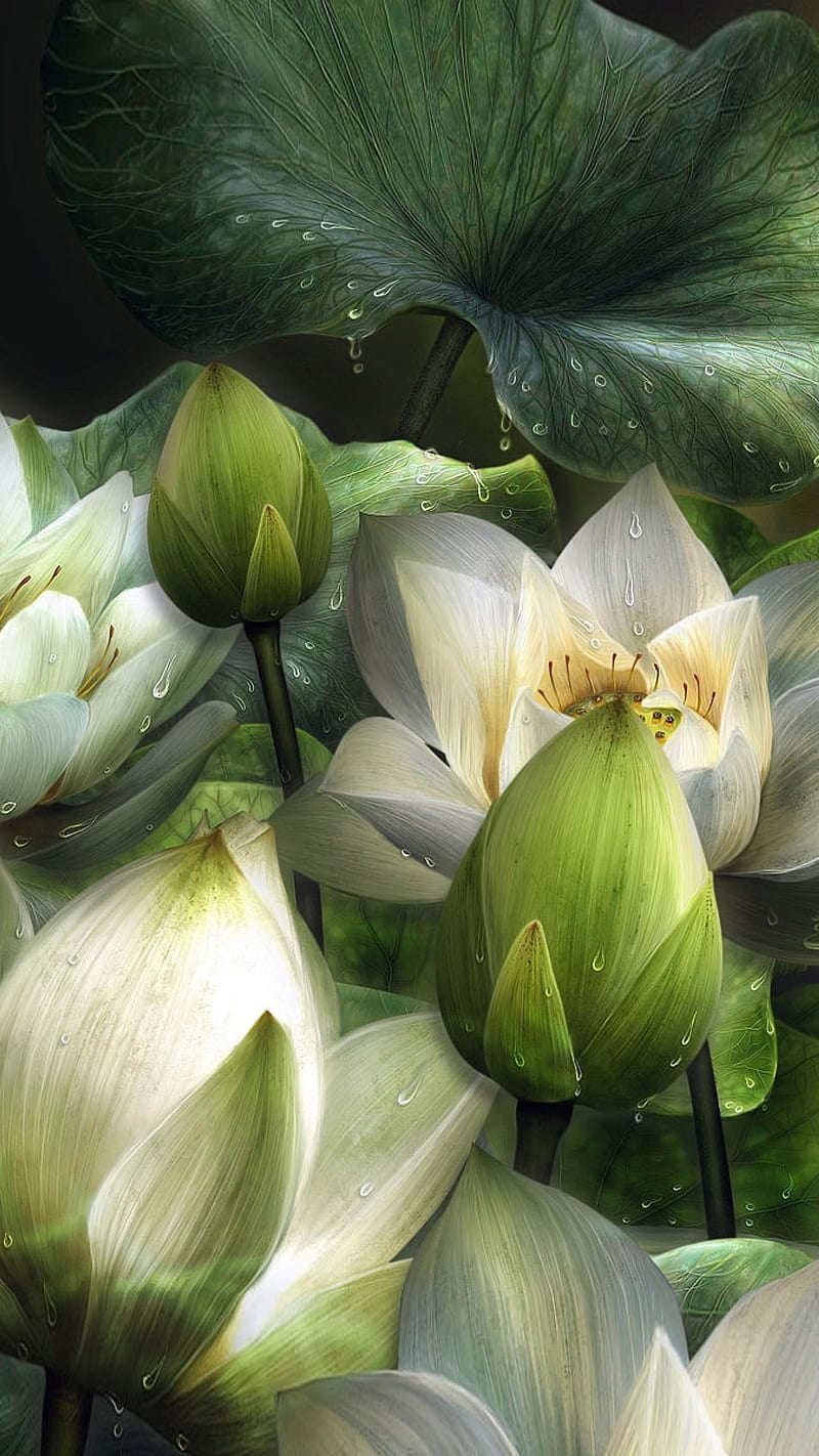 Lotus, 3d, drop, flower, leave, nature, water, white, HD phone wallpaper |  Peakpx