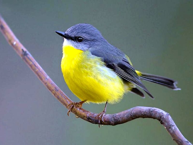 Yellow Robin, yellow, cute, robin, HD wallpaper | Peakpx