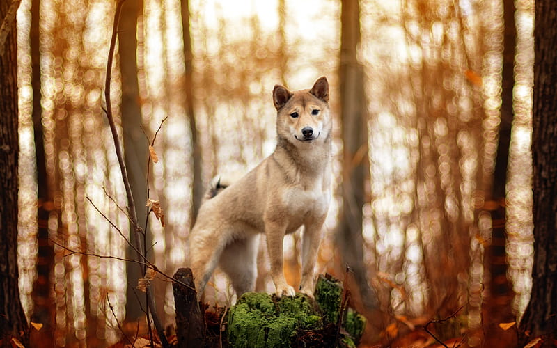 Akita Inu, forest, pets, dogs, cute animals, Akita Inu Dog, HD wallpaper
