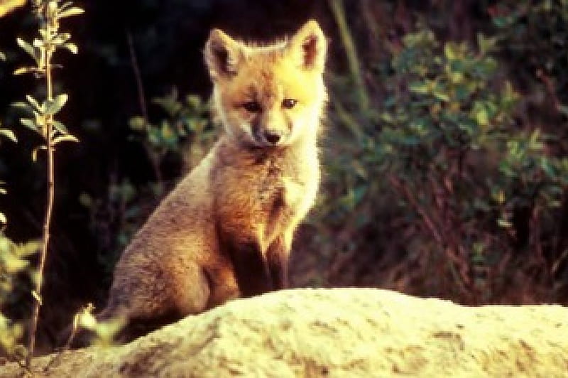 Red Fox, cub, mound, trees, HD wallpaper