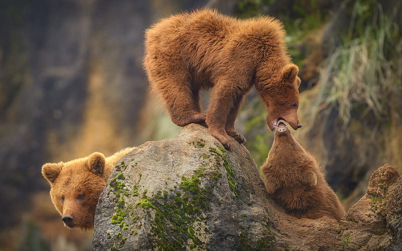 Bears, wildlife, USA, grizzly, bear family, North America, HD wallpaper