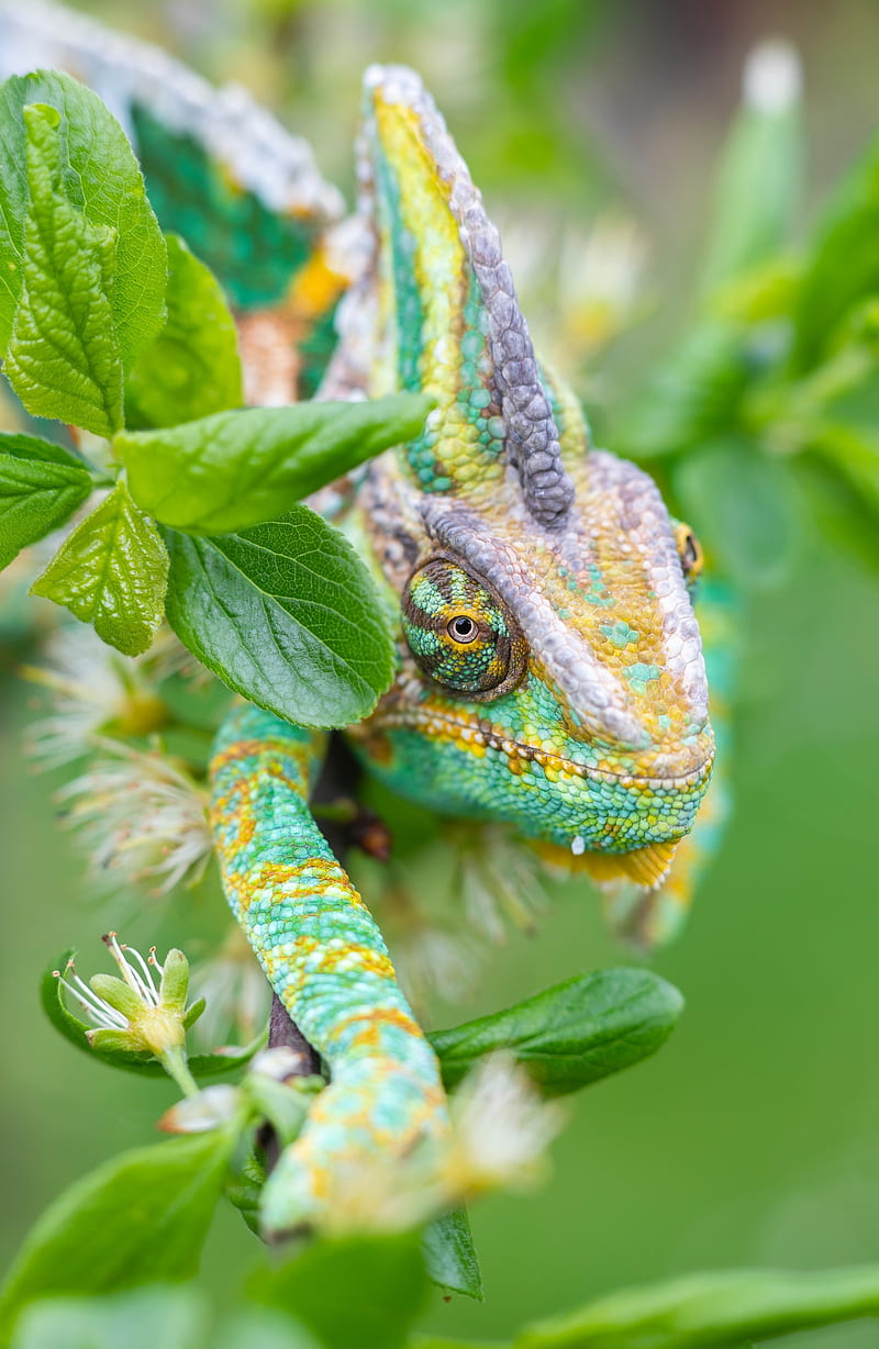 Chameleon, colour, forest, green, nature, animal, color changing ...