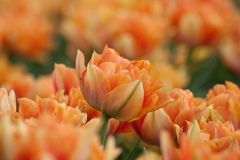 Double orange tulips, double, orange, flowers, spring, tulip, HD wallpaper