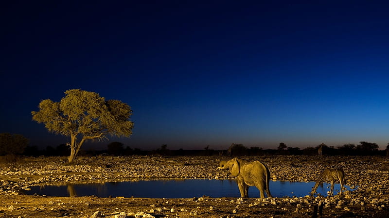 Quiet moment for the elephant, Lake, Tree, Evening, Savannah, HD wallpaper