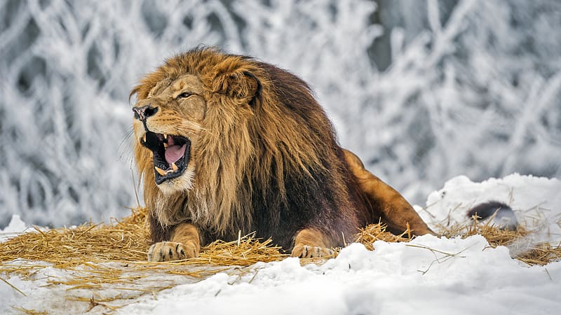lion, grin, mane, predator, big cat, snow, winter, HD wallpaper