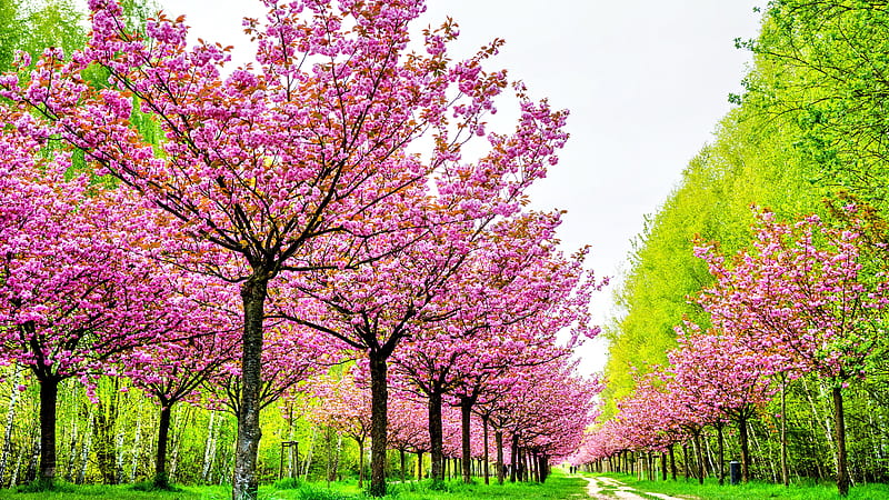 Blossom Forest Path Pink Flower Spring Flowers, HD wallpaper