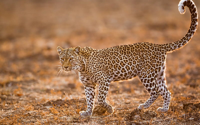 leopard, africa, wild cat, wildlife, sunset, dangerous animals, HD wallpaper