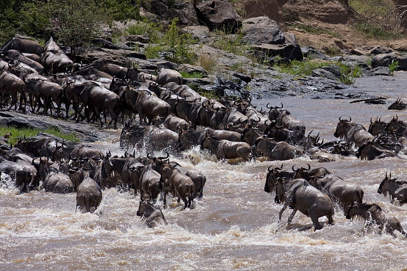 Wildebeest Migration, Africa, wildebeests, migration, river, water, HD wallpaper