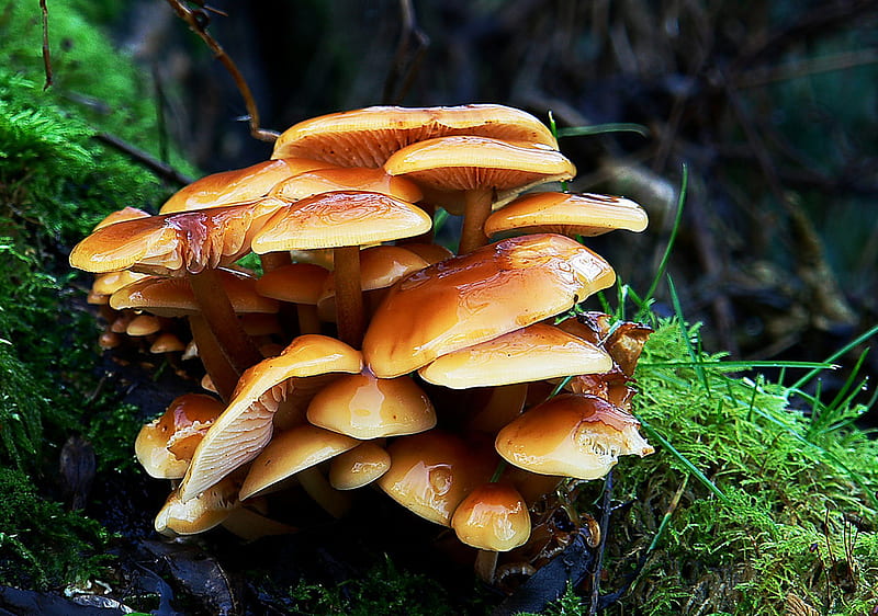 Safety in Numbers, pretty, fungi, wet, green, golden, awesome, moss, treetrunk, HD wallpaper