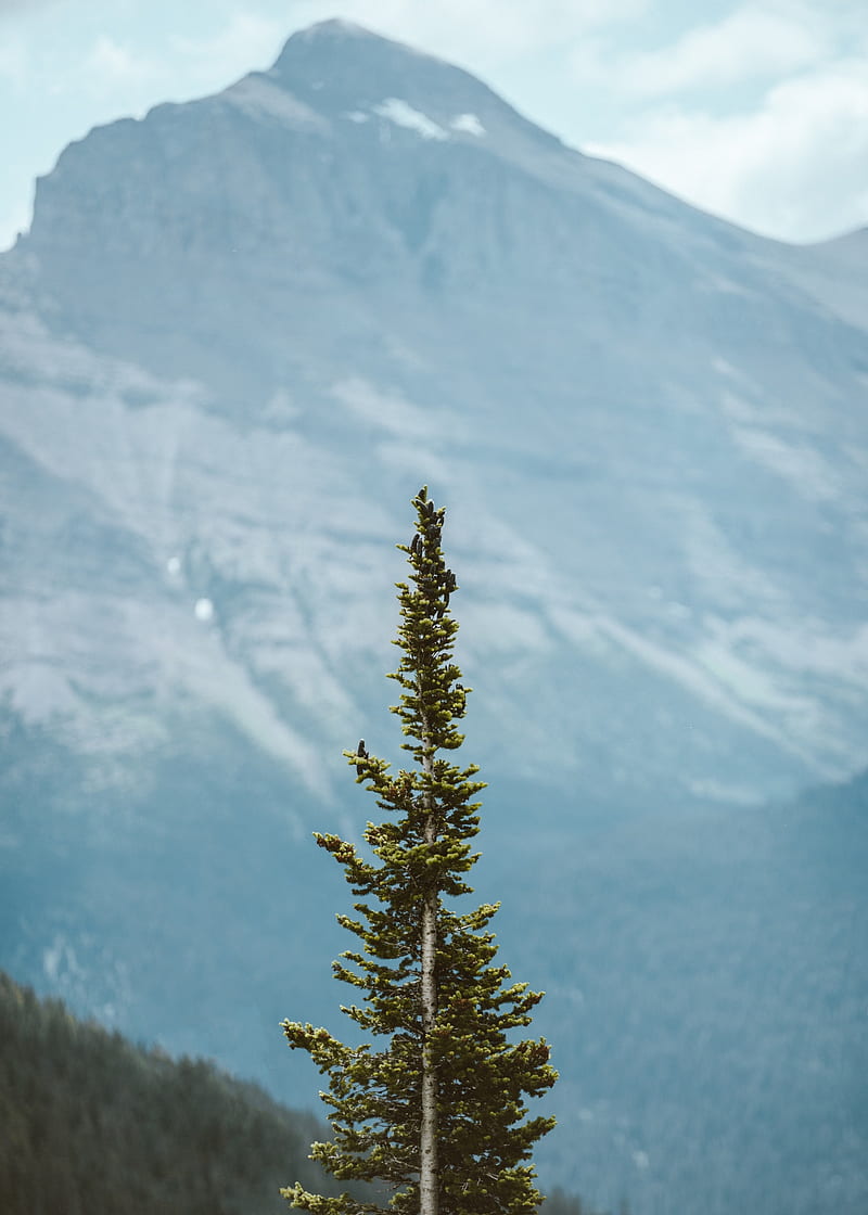 tree, pine, conifer, plant, mountains, HD phone wallpaper