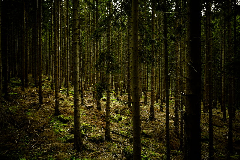 dark, forest, trees, gloomy, HD wallpaper
